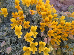 Tropaeolum polyphyllum