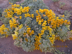 Tropaeolum polyphyllum