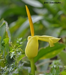 Arum creticum