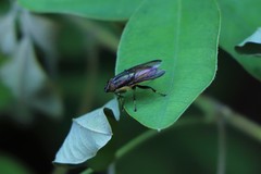 Idiella euidielloides