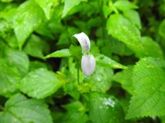 Hypoestes triflora