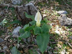 Arum idaeum
