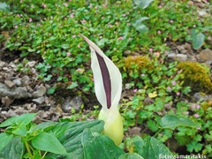 Arum idaeum