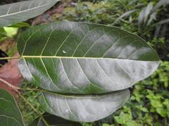 Ficus ingens ingens