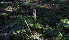 Arum idaeum