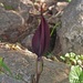 Purple Spathe Arum - Photo (c) fotis-samaritakis, some rights reserved (CC BY-NC), uploaded by fotis-samaritakis