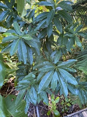 Sideroxylon foetidissimum