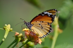 Danaus chrysippus