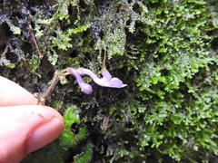 Streptocarpus confusus confusus