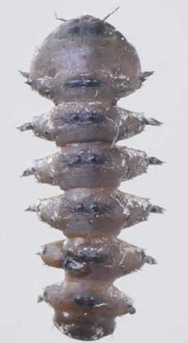 Elporia