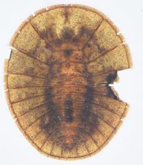 Afrobrianax ferdyi