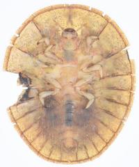 Afrobrianax ferdyi