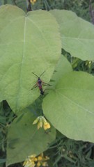 Synanthedon formicaeformis