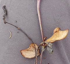 Senecio ruwenzoriensis