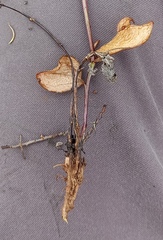 Senecio ruwenzoriensis
