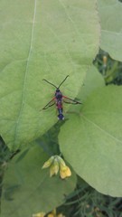 Synanthedon formicaeformis