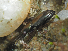 Microlestes minutulus