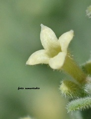 Asperula crassula
