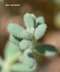 Asperula crassula
