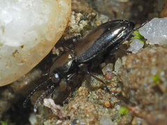Microlestes minutulus