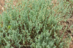 Asperula crassula