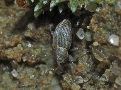 Tychius picirostris