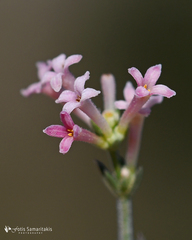 Asperula idaea