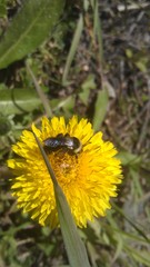 Melandrena