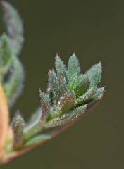 Asperula idaea