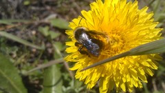 Melandrena