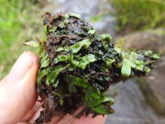 Marchantia debilis