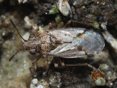 Nysius thymi