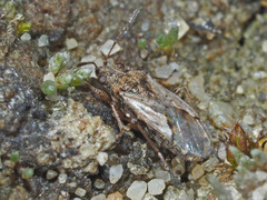 Nysius thymi