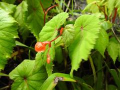 Begonia sutherlandii