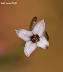 Asperula rigida