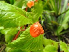 Begonia sutherlandii