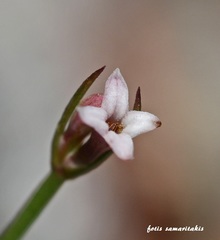 Asperula rigida