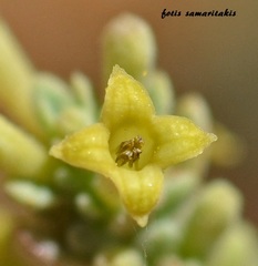 Asperula tournefortii