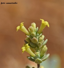 Asperula tournefortii