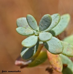 Asperula tournefortii