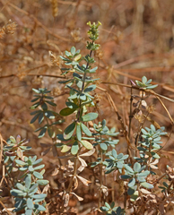 Asperula tournefortii