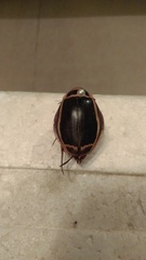 Dytiscus latissimus