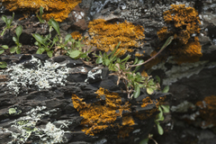 Campanula saxifraga