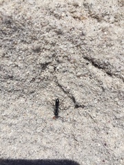 Bothroponera laevissima