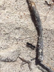 Bothroponera laevissima