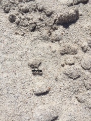 Bothroponera laevissima