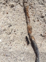 Bothroponera laevissima