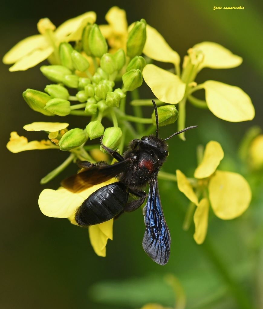 Melanapis