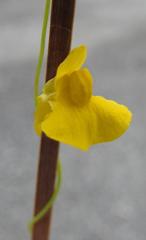 Utricularia prehensilis