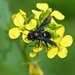 Fuscous Miner - Photo (c) fotis-samaritakis, some rights reserved (CC BY-NC), uploaded by fotis-samaritakis